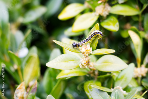 Caterpillar as a pest eating buxus leaves, Cydalima perspectalis as the biggest pest for buxus.  photo