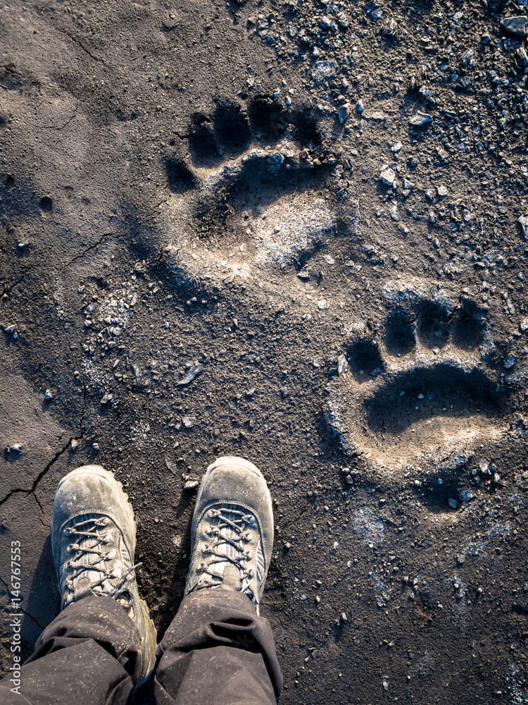 Polar bear footprint comparison in the mud, Svalbard Islands - obrazy, fototapety, plakaty 