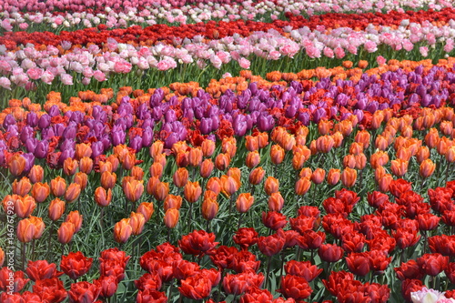 mixed colour tulip field © Yadag