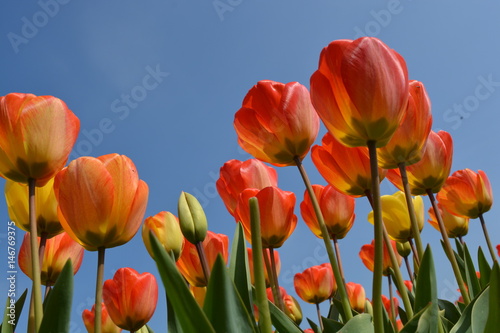 orange tulip in the field in hillegom