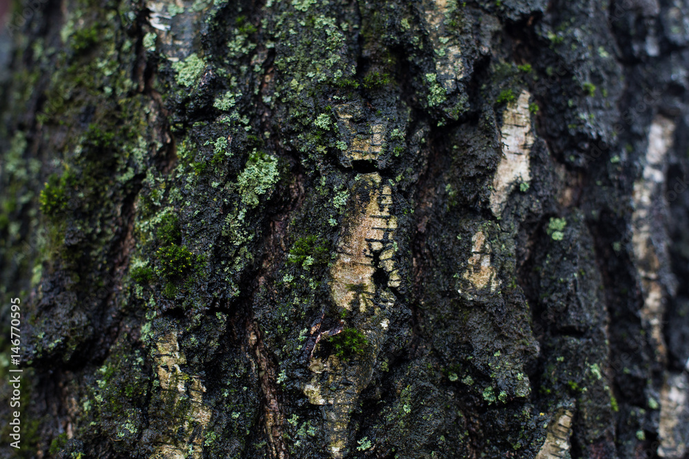 natural textures, tree macro, tree bark natural textures, tree macro, tree bark