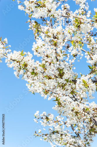 Blossom cherry on a background of blue sky.