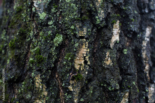 natural textures, tree macro, tree bark