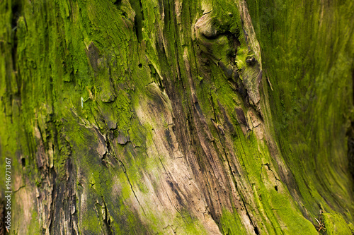 natural textures, tree macro,  tree bark