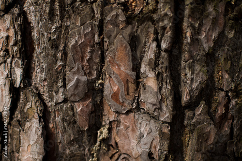 natural textures, tree macro, tree bark