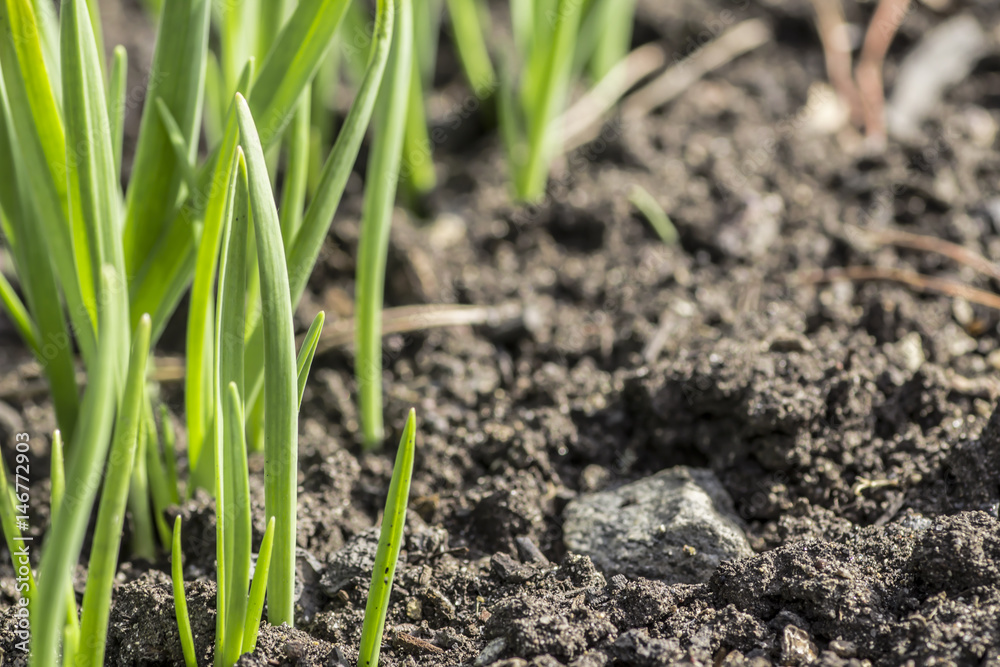 Young green shoots on the ground Young green shoots on the ground