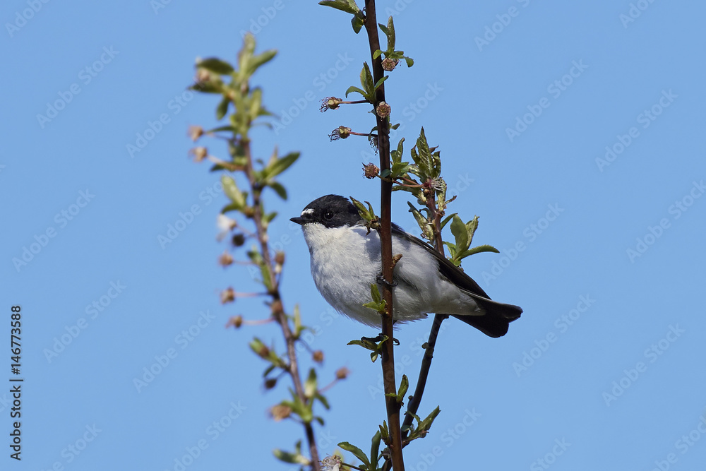 Fototapeta premium European pied flycatcher (Ficedula hypoleuca)