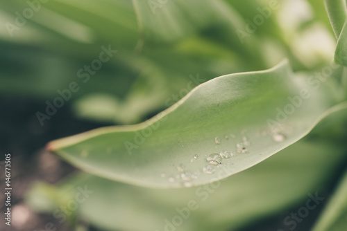 drops of water tulip leaves