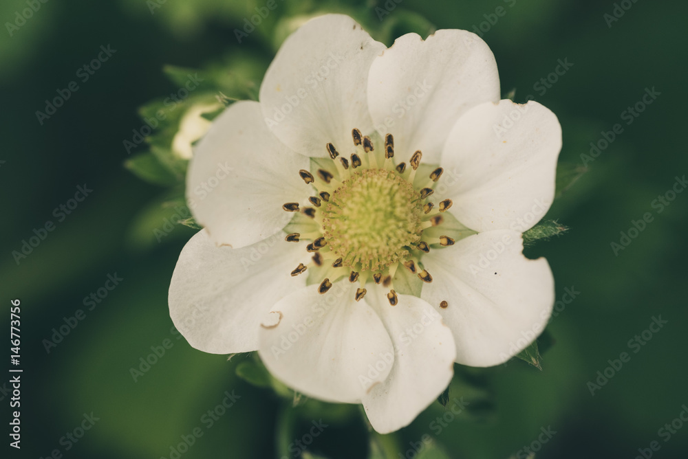 Obraz premium blooming strawberry flower