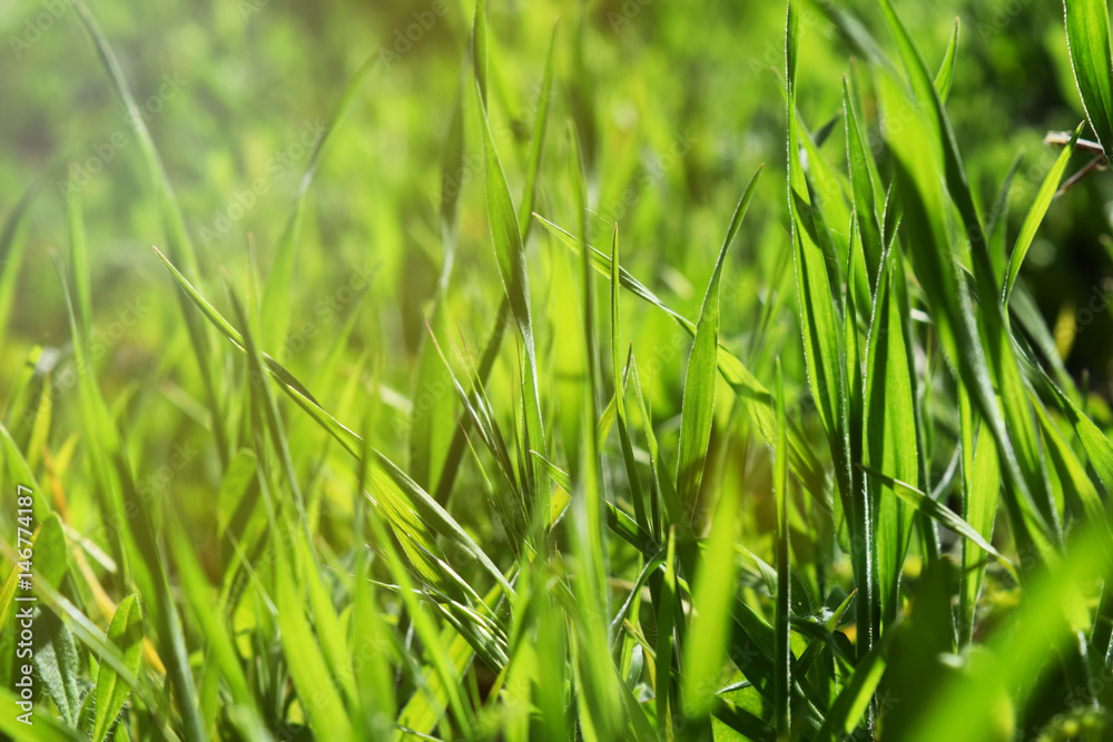 Obraz premium green grass nature background