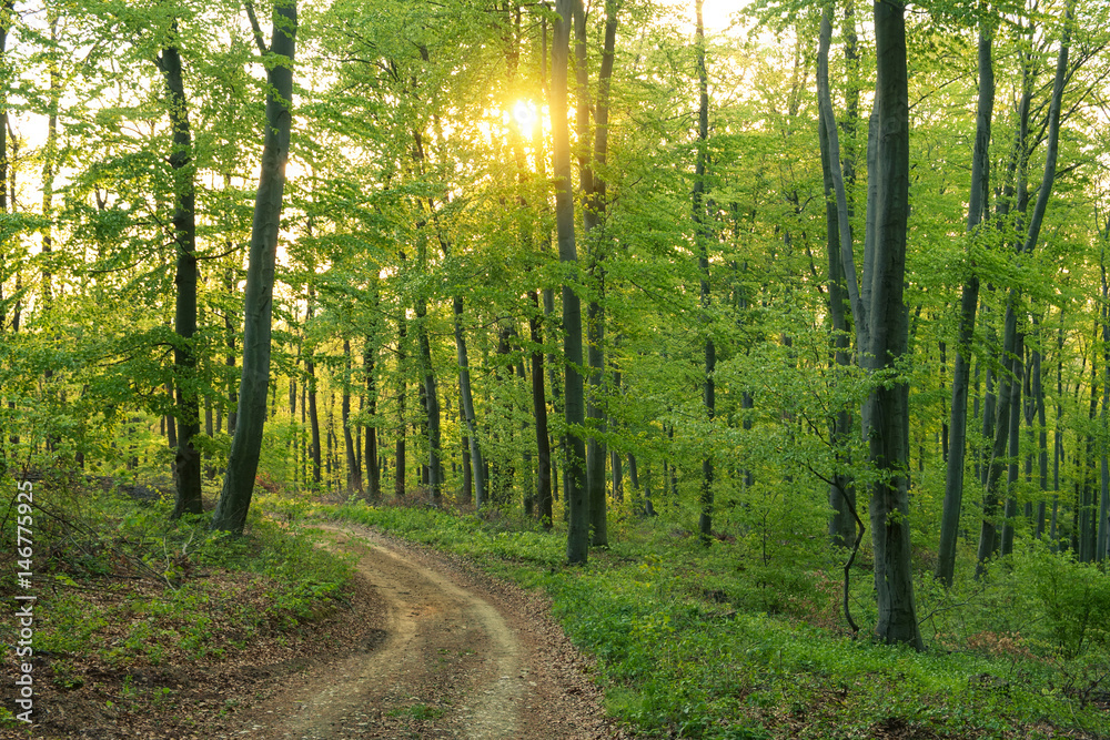 Obraz premium Spring forest path