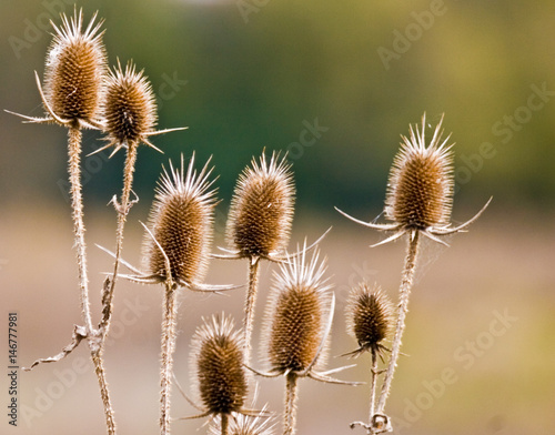 Brown Thistle