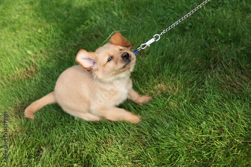 Konstfotografi stubborn dog puppy tugs on leash