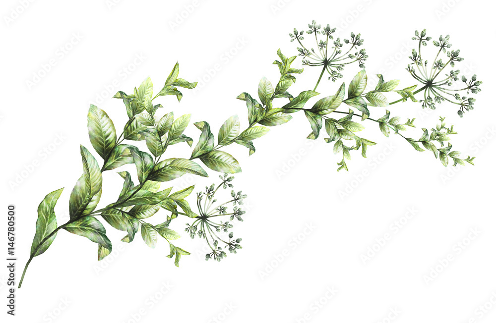 plants elements. wild herb, branches with leaves, illustration isolated on white background, exotic. watercolor style. plants elements. wild herb, branches with leaves, illustration isolated on white background, exotic. watercolor style.