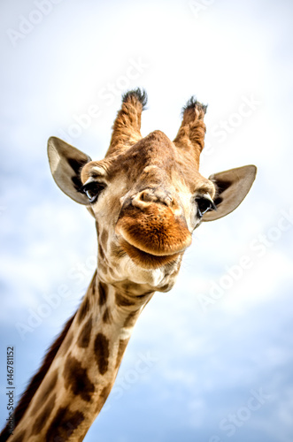A smiling giraffe is looking at the camera.