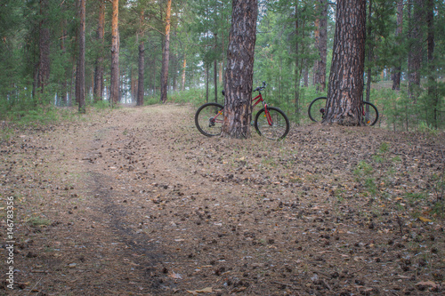Mountain bikes parked in the woods on a trail at sunrise background. Walking footpath or biking path.