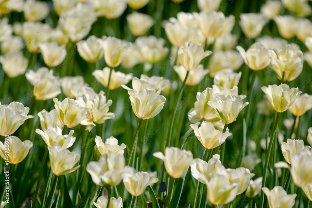 Obraz premium Field of tulips