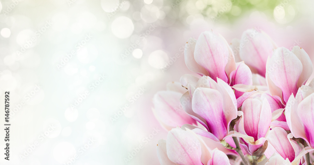 Fresh pink magnolia tree flowers against bokeh background banner