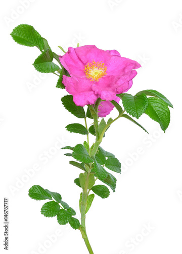 Fototapeta Naklejka Na Ścianę i Meble -  Wild rose flower