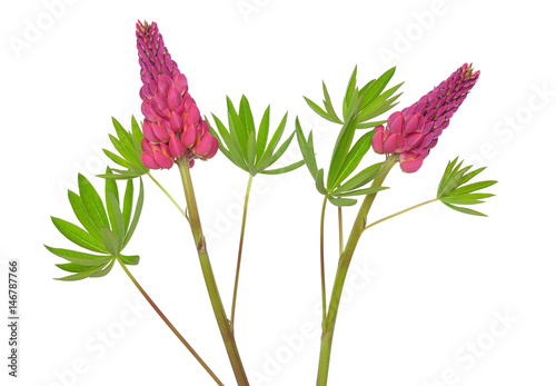 Fototapeta Naklejka Na Ścianę i Meble -  Lupinus flower