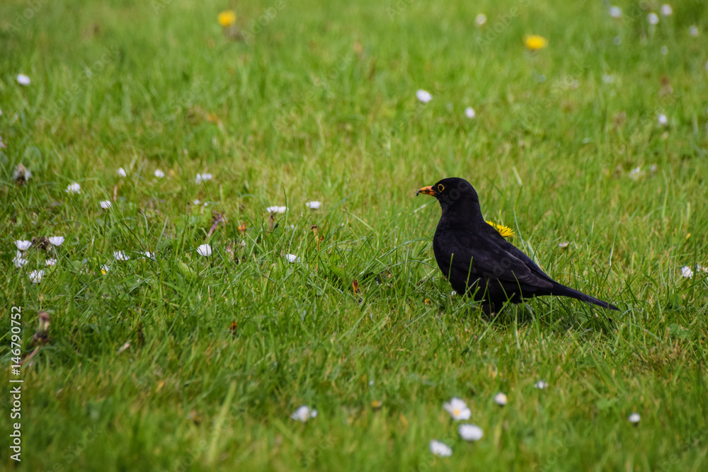 Spring time blackbird in a field of dandelions searching for worms Spring time blackbird in a field of dandelions searching for worms
