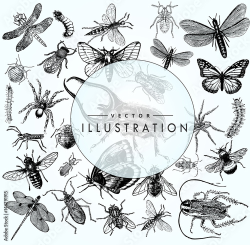 large set of sketches of insects photo