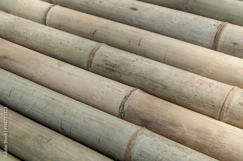 bambous texture 