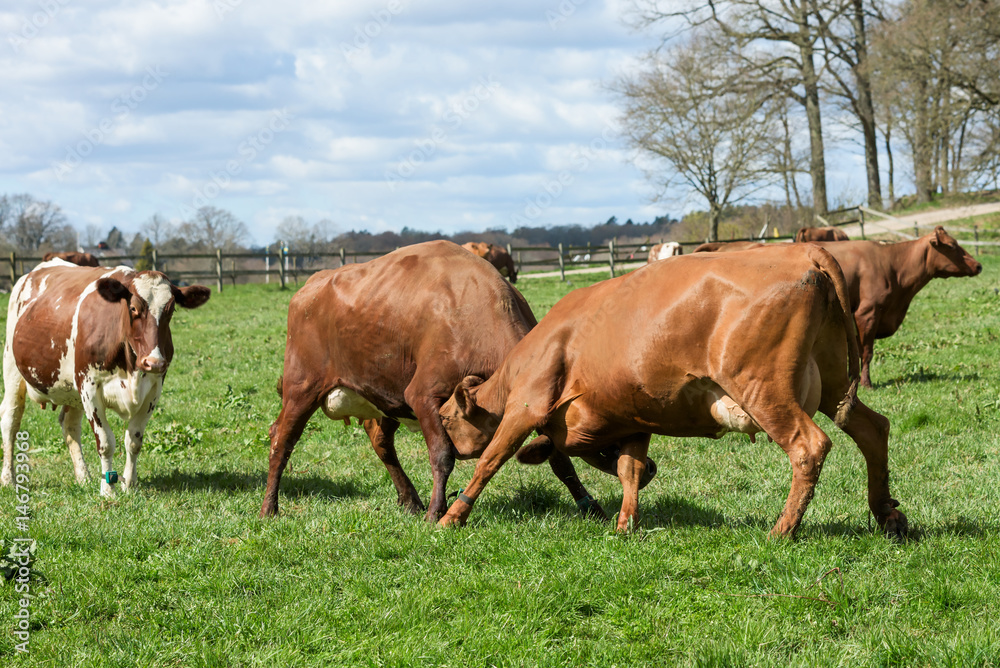Two brown dairy cows have a standoff or little fight on their first spring day out since a long winter indoors.