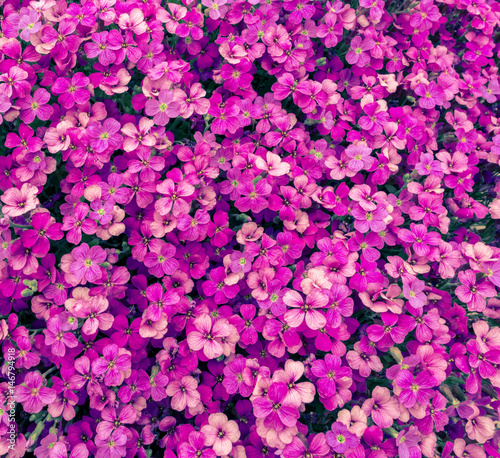 pink flowers pattern © andreusK