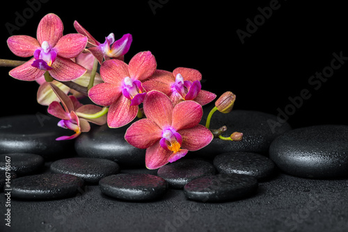 beautiful spa concept of blooming twig red orchid flower  phalaenopsis with water drops on zen basalt stones  close up