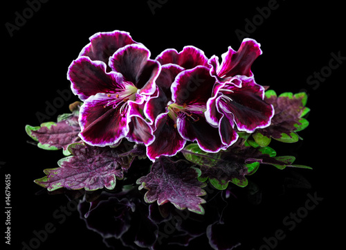 Fototapeta Naklejka Na Ścianę i Meble -  red and green nettle leaf with velvet purple geranium flower isolated on black background, Royal Pelargonium, close up