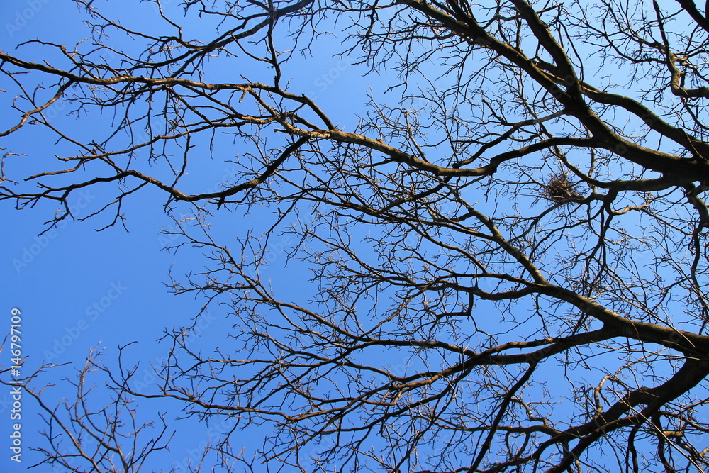 Walnut tree without leaves with blue sky in background Walnut tree without leaves with blue sky in background