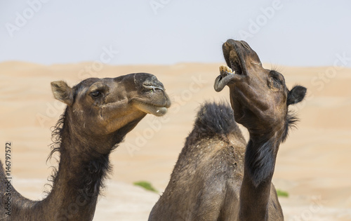 pair of black camels in Liwa desert