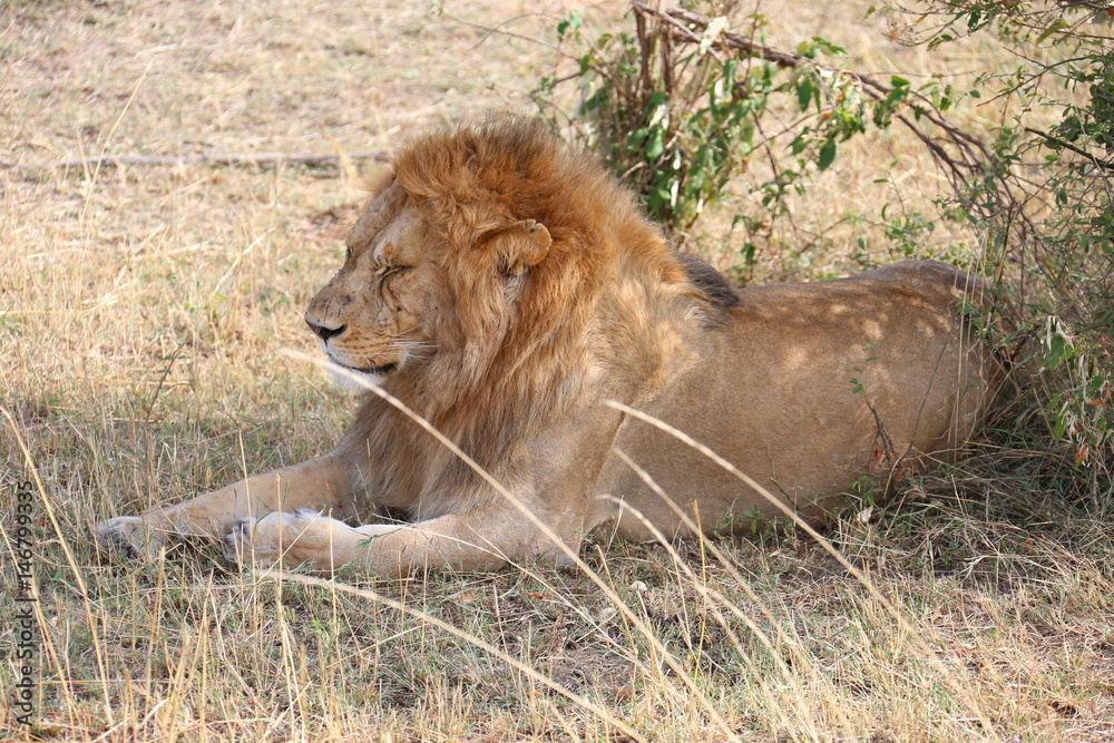 Wild Lion Wild Lion