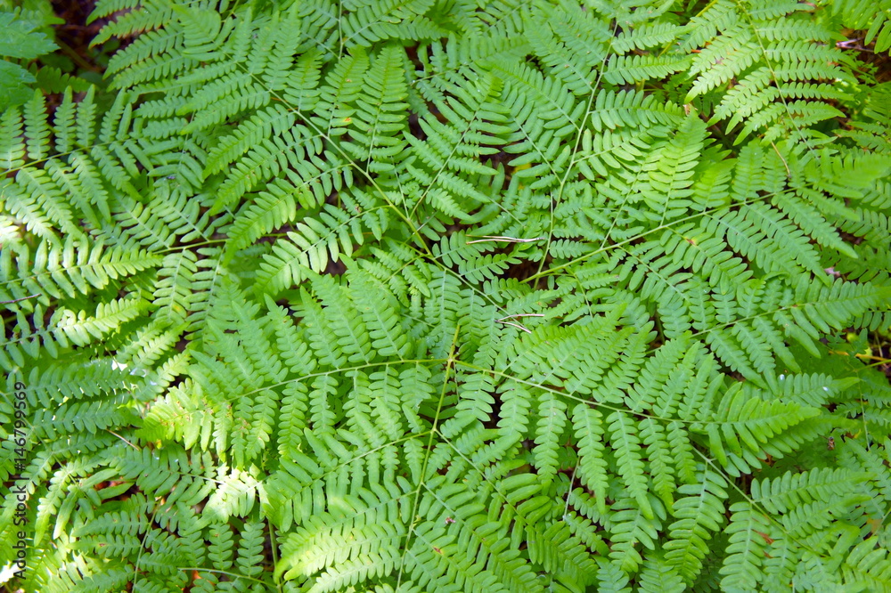 Green background, texture of a forest fern
