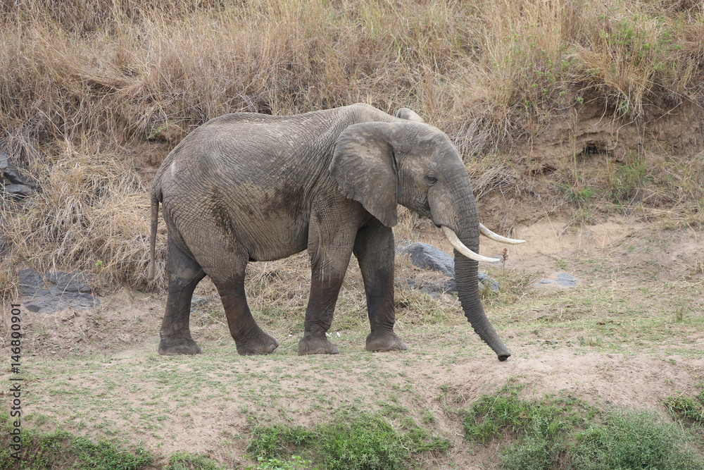 Fototapeta premium Wild Elephant