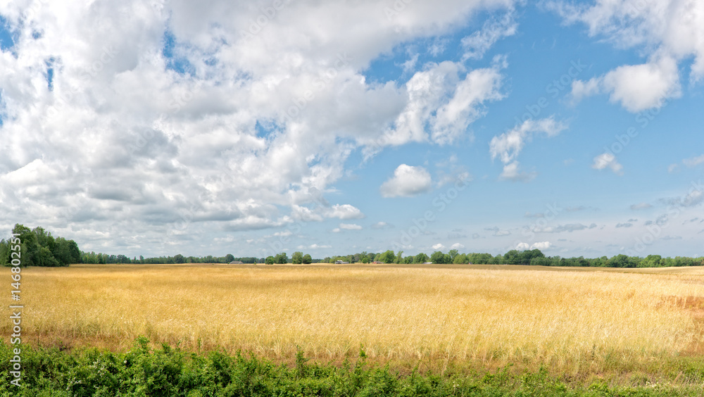 Spring wheat field with blue sky and clouds.