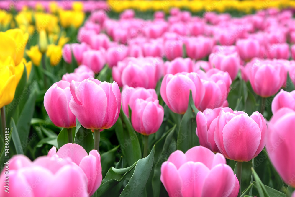 Colorful Tulips Colorful Tulips