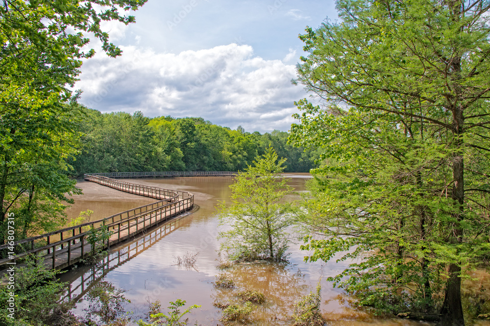 Boardwalk along a pond in a cypress grove Boardwalk along a pond in a cypress grove