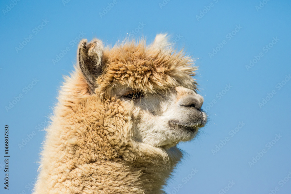 Obraz premium Alpaca