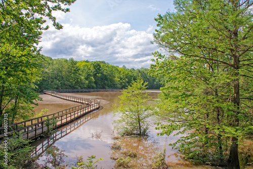 Boardwalk along a pond in a cypress grove