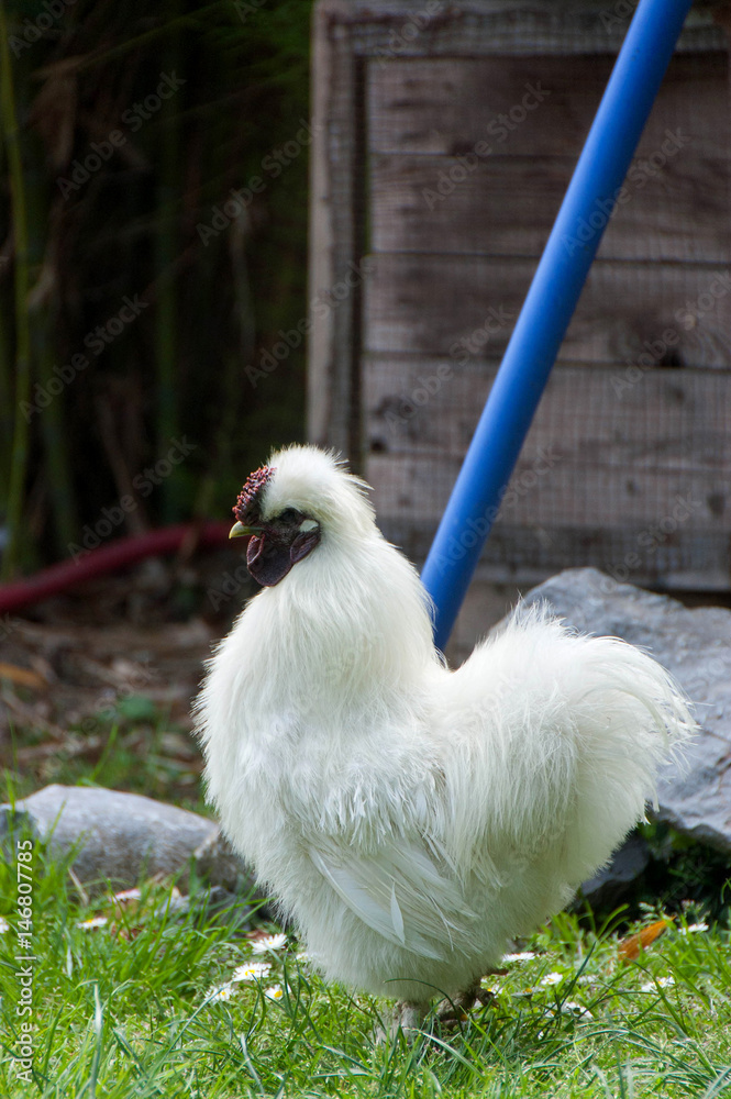 Fototapeta premium The silkie rooster