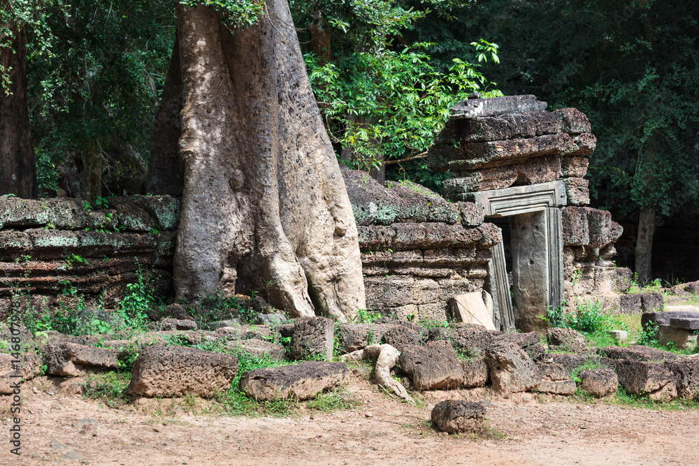 temple ruins of Ta Prohm with tree temple ruins of Ta Prohm with tree