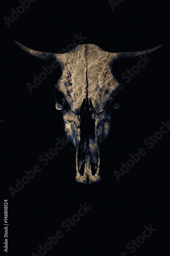 Brutal skull of a bull on a black background