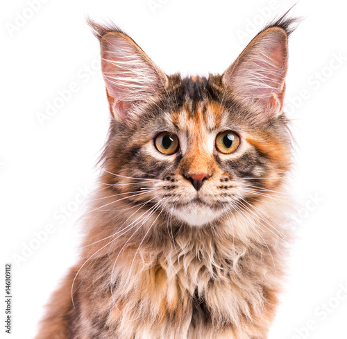 Fototapeta Naklejka Na Ścianę i Meble -  Portrait of domestic tortoiseshell Maine Coon kitten. Fluffy kitty isolated on white background. Close-up studio photo adorable curious young cat looking at camera.