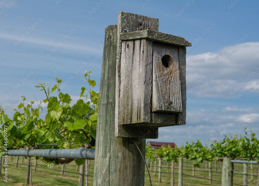 Grape vines in vineyard with a bird house