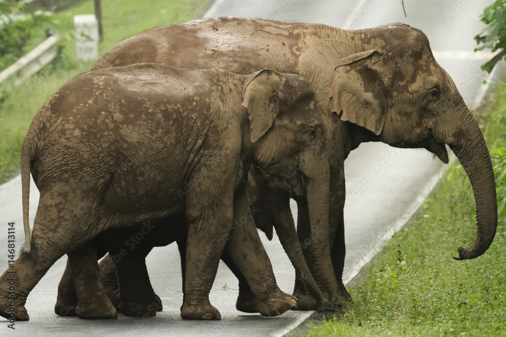 Fototapeta premium Wild elephants on the road