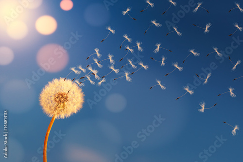 Dandelion in sunlight releasing seeds. © ysuel