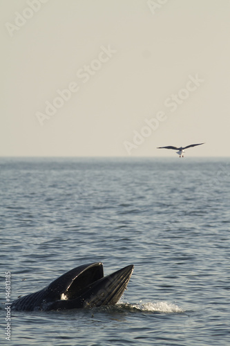 Bryde's whale in gulf of Thailand
