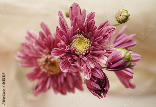 Beautiful bouquet of pink chrysanthemums